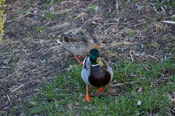 mallard duck