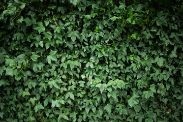 deep green leaves, hedge, green background