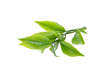 Obraz premium Young green tea leaves Isolated on a white background.