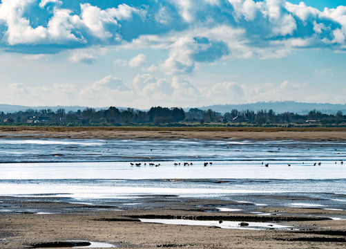 Irish coastal landscape with wading sea birds in distance
