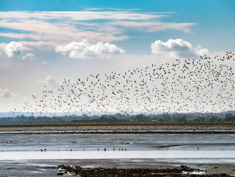 Massive flock of birds coming in to land on Irish shoreline
