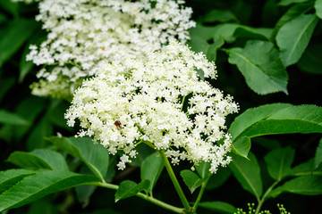 Many delicate white flowers and green blurred leaves of Sambucus tree, known as elder or elderberry...