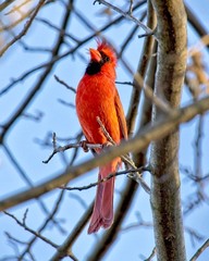 Cardinal