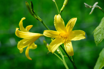Fototapeta na wymiar Close up of two delicate yellow daylily or Lilium flowers in full bloom in a summer garden, beautiful outdoor floral background photographed with soft focus