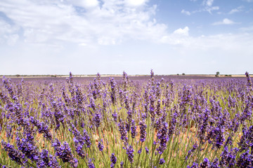 Naklejka premium Lavender fields blooming