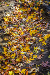 Fallen leaves of the autumn season on the ground