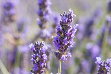 Lavender flowers close up