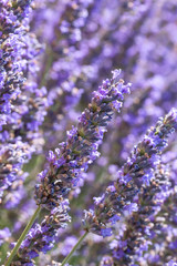 Lavender flowers