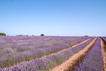 Fototapeta na wymiar Purple lavender rows