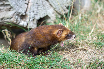 European Polecat (Mustela putorius) yawning