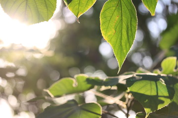 The shadow of trees and leaves in the forest