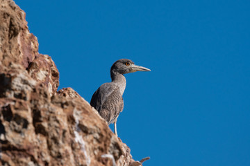 Immature Yellow-crowned Night-heron on the rocky shore in Baja