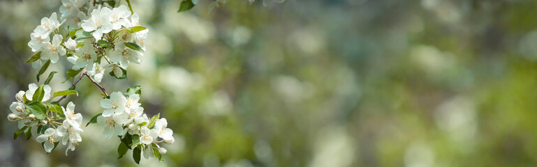 Horizontal spring banner with flowers of apple on blurred background. Mock up template. Copy space...