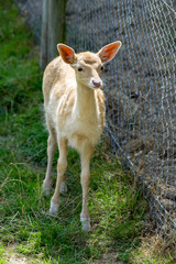Young Fallow Deer (Dama dama) standing by a chain link fence