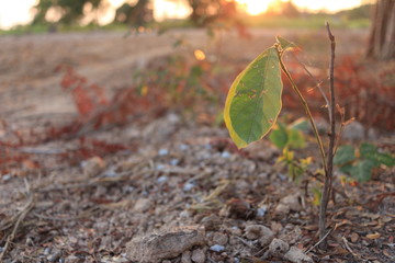 The sapling of the tree has only 2 green leaves, with the light of the sun as the background. And there is a dry ground because of lack of moisture from the water