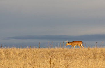 Buck Whitetail Deer in Colorado During the fall Rut