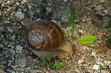 The snail or helix moving along the wet shore of the Vit River on a warm spring day near the town of Teteven, Bulgaria 