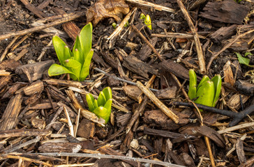 Spring Hyacinth bulbs push through the wood mulch of the garden in Germantown, Wisconsin, USA