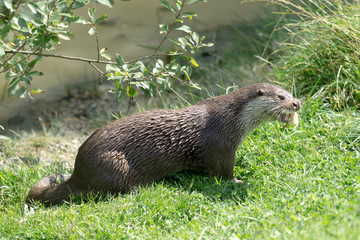 Eurasian Otter (Lutra lutra)