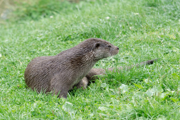 Eurasian Otter (Lutra lutra)