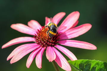 Bee on an Echinacea