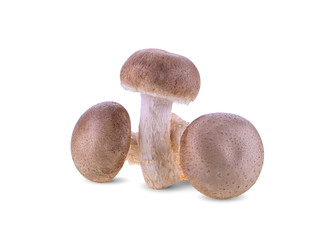 Fresh shiitake mushrooms isolated on a white background