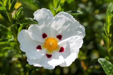 Sunlit Cistus (Lucitanica Decumbens) floweing in an English garden