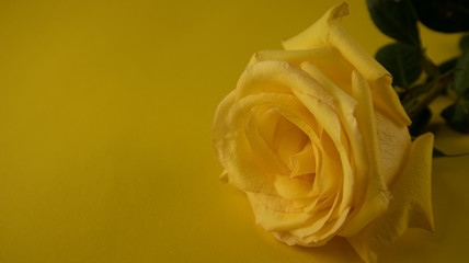 yellow rose close up on a yellow background