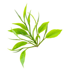 Young green tea leaves Isolated on a white background. Top view
