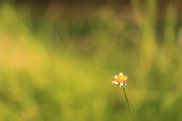 Close-up of grass flowers
