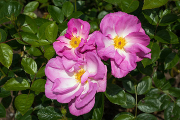 Cultivated Ornamental Dog Rose flowering in a garden in Kent