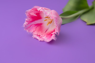Colorful photo of fresh spring flower tulips over purple background. Happy Easter and Mothers Day card.