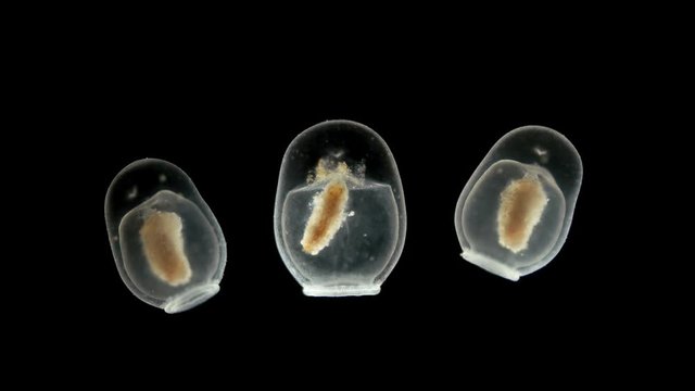 Swimming bells - Nectocalyces or nectophore under a microscope, part of the Siphonophora colony, help to move in the water column. These bells are modified Medusae. Typically, each colony has several