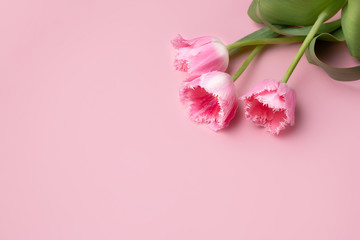 Colorful photo of fresh spring flower tulips over pink background. Happy Easter and Mothers Day card.
