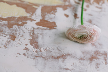 Pink Ranunculus. Romantic floral background for wedding invitations and greeting cards. Birthday, Wedding concept