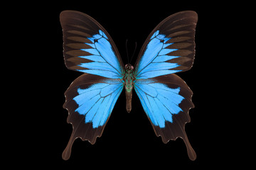 Blue emperor butterfly isolated on a black background