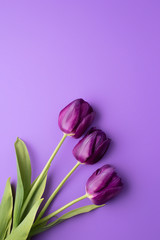Colorful photo of fresh spring flower tulips over purple background. Happy Easter and Mothers Day card.