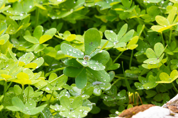 Drops  of dew on the leaves of green grass with blooming flowers in the early morning in the rays of the rising sun