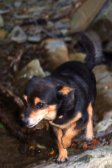 cagnolino