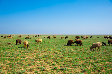 Fototapeta premium Sheep on a farm