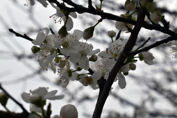 Flower born in spring