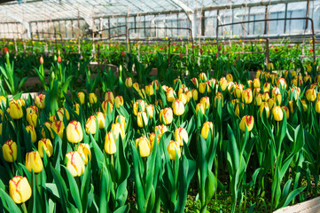 Spring scene of tulip field