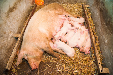 Little pigs breastfeeding in a pig farm