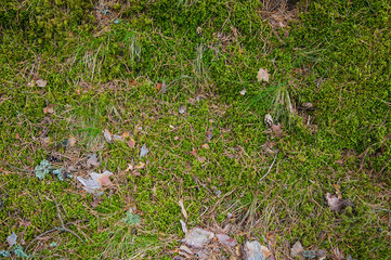 Obraz premium Forest Soil with Grass