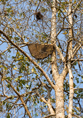 beehive3