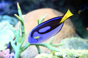 Fototapeta na wymiar サンゴ礁の間を元気に泳ぎ回るナンヨウハギ