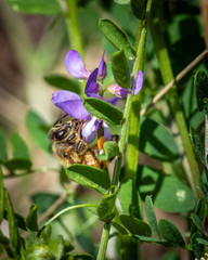 Western Honey Bee hiding in Slender Vetch!