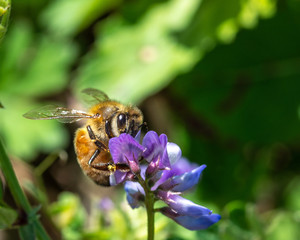 Western Honey Bee on Slender Vetch along the Shadow Creek Ranch Nature Trail in Pearland!