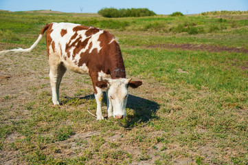 Fototapeta na wymiar Cows in a farm. Dairy cows