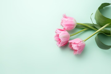 Colorful photo of fresh spring pink flower tulips over cyan background. Happy Easter and Mothers Day card.